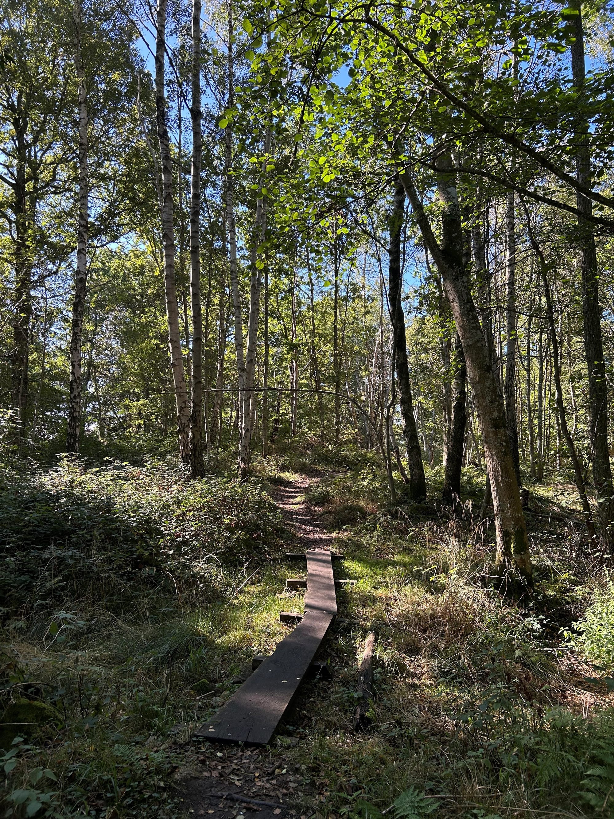 Ein Waldweg im Sonnenlicht